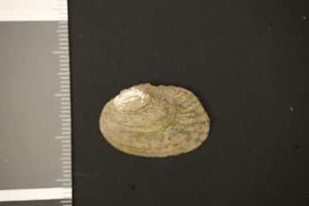 Media type: image;   Malacology 167255 Description: Preserved specimen.;